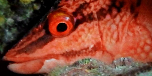 Close-up of fish in sea