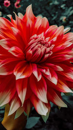 Close-up of red dahlia