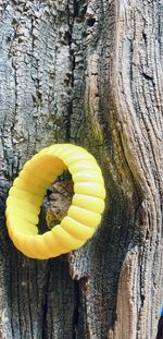 Close-up of yellow leaf on tree trunk