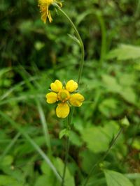 Close-up of yellow flowers