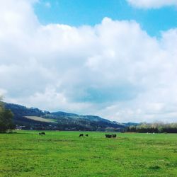 Scenic view of agricultural field against sky