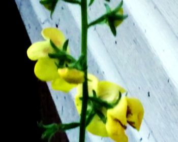 Close up of yellow flowers