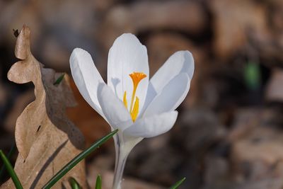 Close-up of white flowers