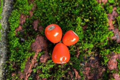 Close-up of tomatoes growing on tree