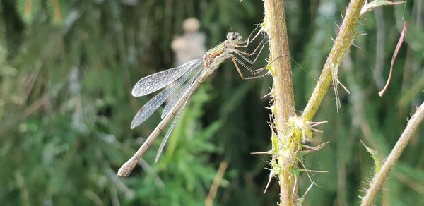 Close-up of insect on grass