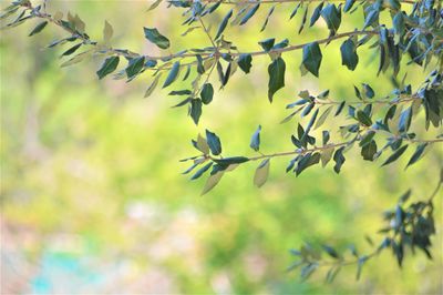 Low angle view of bird on leaves