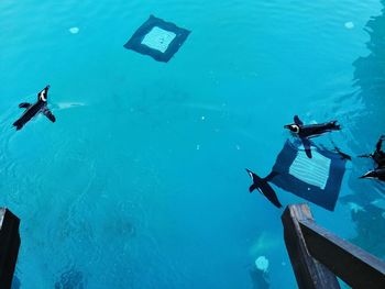 People swimming in sea