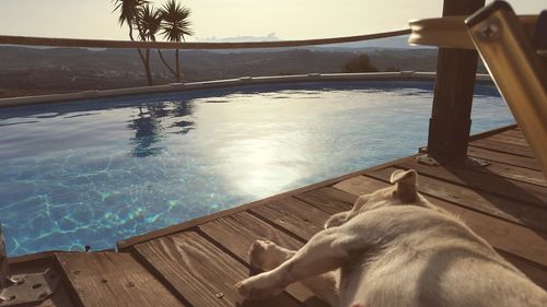 Close up of dog lying by swimming pool