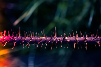 Close-up of thorny plant