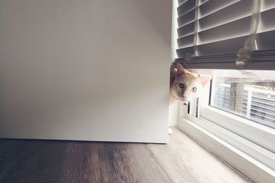 Portrait of a cat on hardwood floor