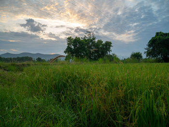 Scenic view of field against sky