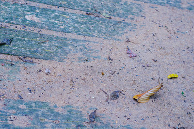 High angle view of crab on sand