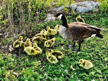 Ducks in field