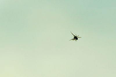 Low angle view of spider against clear sky