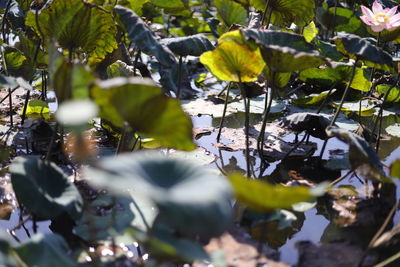 Close-up of leaves floating on lake