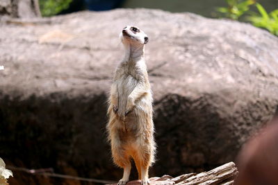 Close-up of meerkat standing outdoors