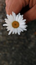 Close-up of white daisy flower