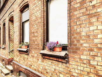 Potted plant on wall of building