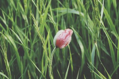 Close-up of pink flower growing on field