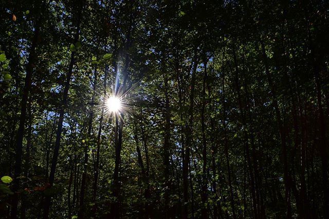 tree, sun, tranquility, forest, sunbeam, growth, sunlight, nature, low angle view, beauty in nature, lens flare, woodland, tranquil scene, scenics, branch, tree trunk, back lit, green color, idyllic, outdoors