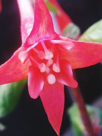 Close-up of pink flowers