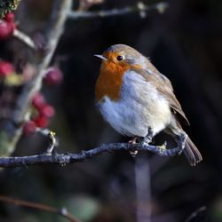 A close-up of a robin redbreast perched in a hawthorn bush.