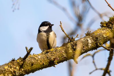 Low angle view of bird perching on branch