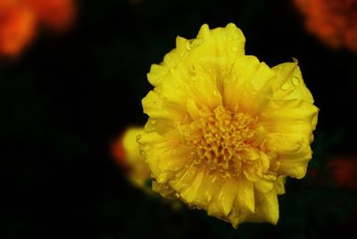 Close-up of yellow flower