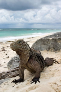 Close-up of lizard on rock at shore against sky