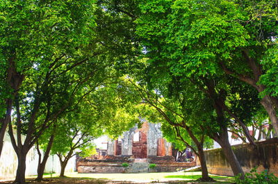 Trees by building against sky