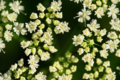 Close-up of white flowers in park