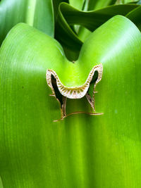 Close-up of insect on green leaf