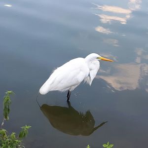 White duck in lake