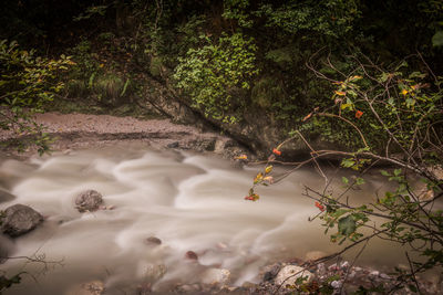 Scenic view of waterfall in forest