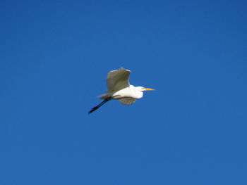 Low angle view of bird flying against clear blue sky