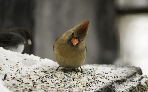 Female cardinal in the snow