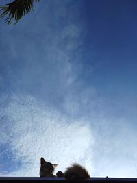 Low angle view of a dog against blue sky