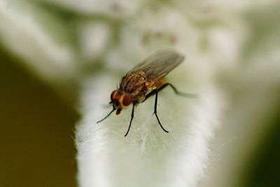 Close-up of insect on leaf