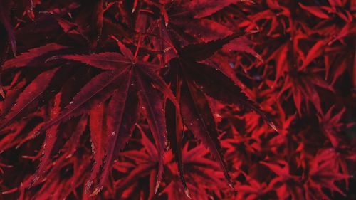 Close-up of red maple leaves