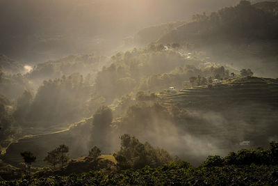 Panoramic shot of trees on landscape against sky