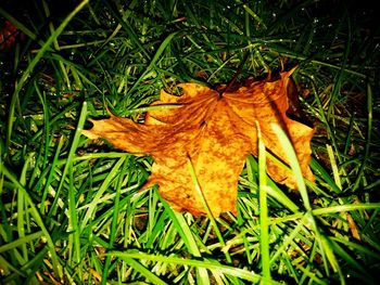 Close-up of dry leaves on grassy field