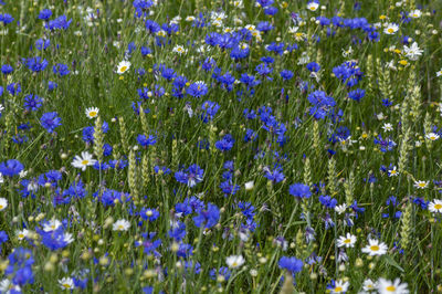 Close-up of purple flowering plants on field