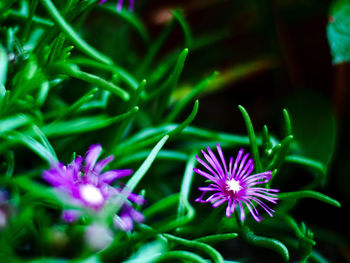 Close-up of purple flowering plant