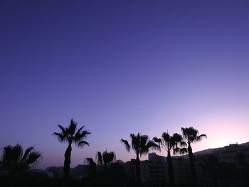 Palm trees at night