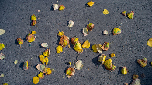 High angle view of yellow leaves on street