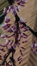 Close-up of pink flower