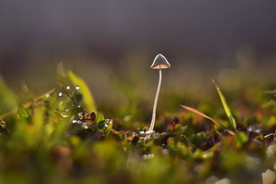 Mushrooms usually grow in the rainy season, where the humidity level is high