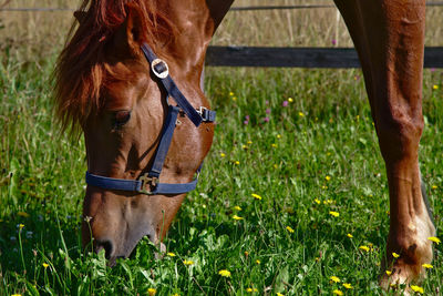 Horse standing on field