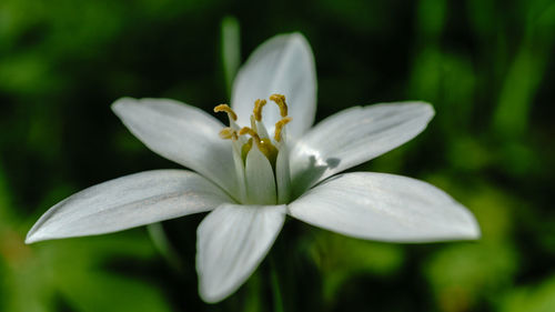 Close-up of white flowering plant