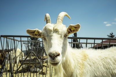 Close-up of goat